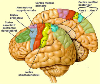 SCHEMA : Cortex moteur