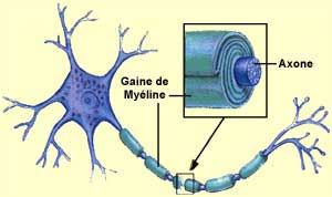 Résultat de recherche d'images pour "myélinisation des axones"