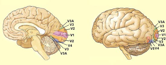 SCHEMA : Systèmes corticaux de traitement de l’information visuelle