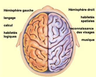 http://lecerveau.mcgill.ca/flash/i/i_10/i_10_cr/i_10_cr_lan/i_10_cr_lan_4a.jpg