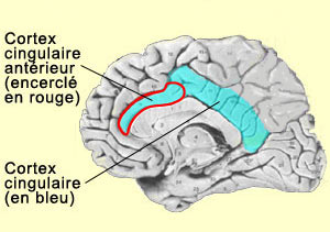 ILLUSTRATION : Gyrus cingulaire antérieur (Source : Le Cerveau à tous les niveaux - McGill)