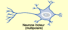 Diorama de neurones moteurs