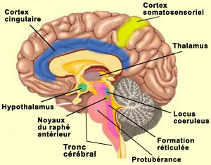 Résultat de recherche d'images pour "cortex somatosensoriel, le cortex cingulé antérieur et l'insula"